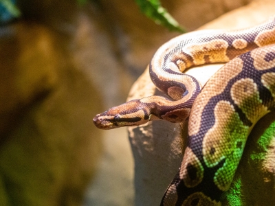 Python royal - De Zonnegloed - Refuge pour animaux